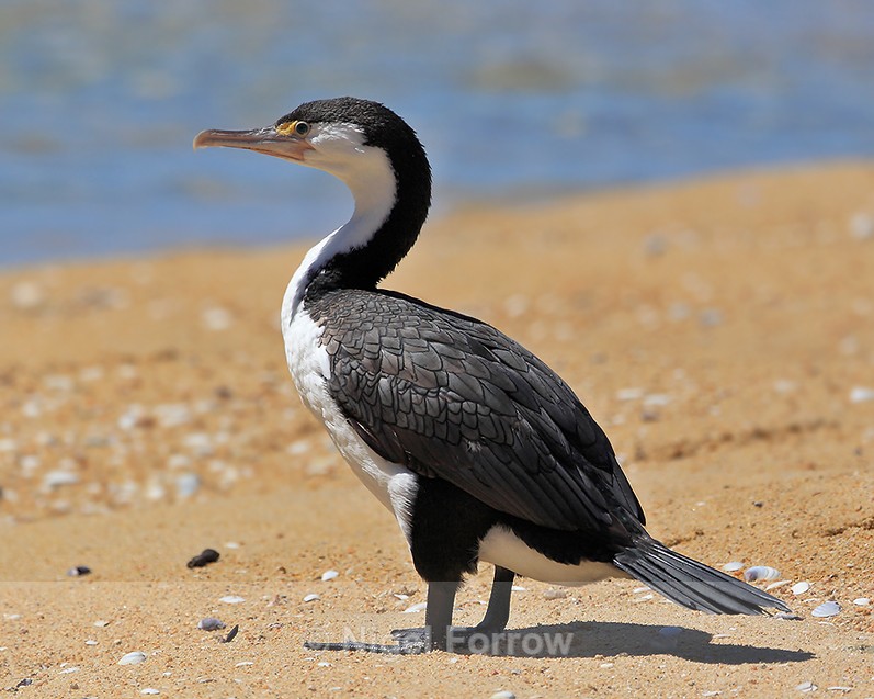 Pied Cormorant standing on the beach - Pied Cormorant
