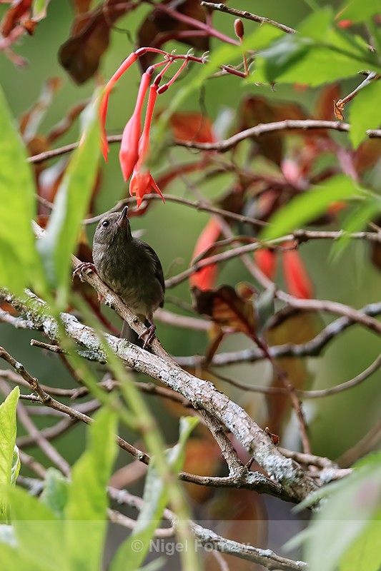Slaty Flowerpiecer (female) perched in bush, Panama - Slaty Flowerpiercer