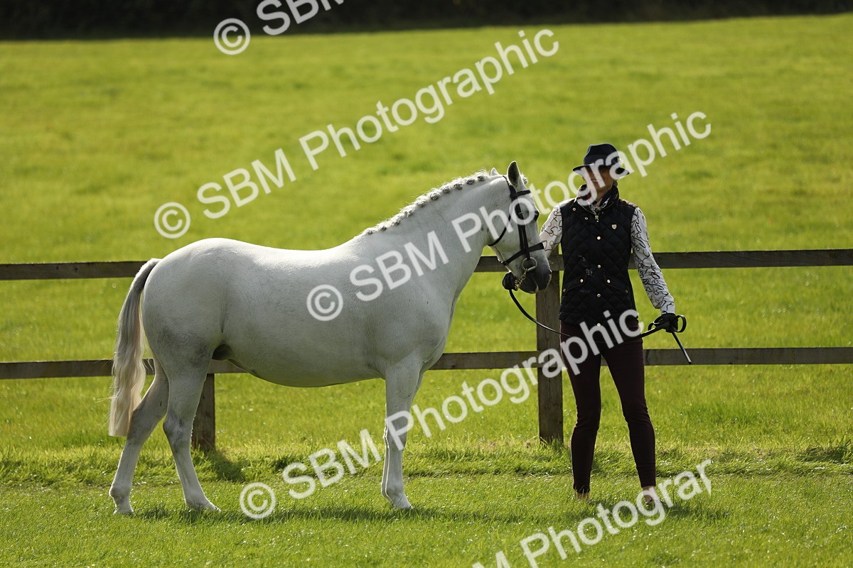 SBM_65574 - S48 - Show Pony & Show Hunter Pony In Hand