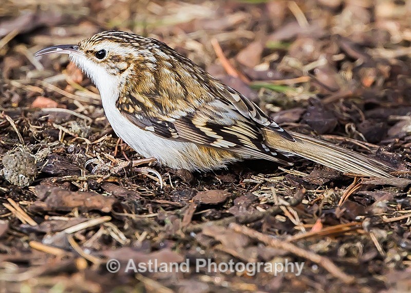 Astland Photography, Bird and Wildlife Images, Susan and Peter Wilson, U.K.
