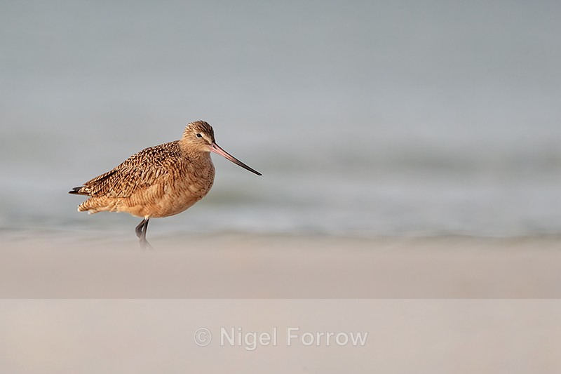 Marbled Godwit sea and sand, Fort De Soto Park, Florida - Marbled Godwit