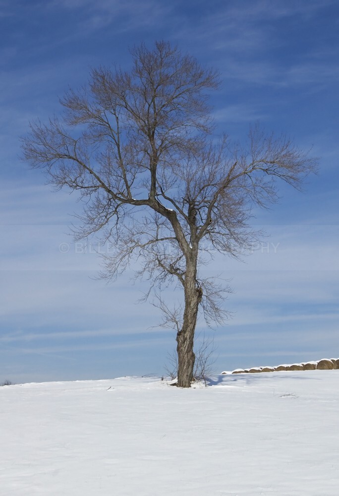 TheTreeDiningRoomSet300dpi13x19 - The Tree Project