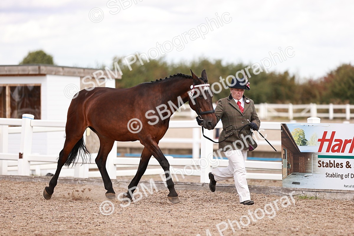 SBM_14189 - Class 407 - IH Hack Riding Horse