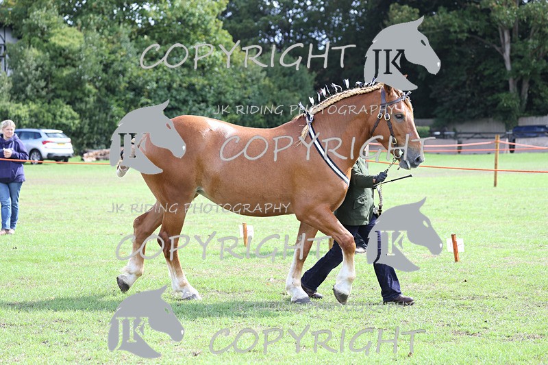 APP_3352 - Class 5 In Hand Championship