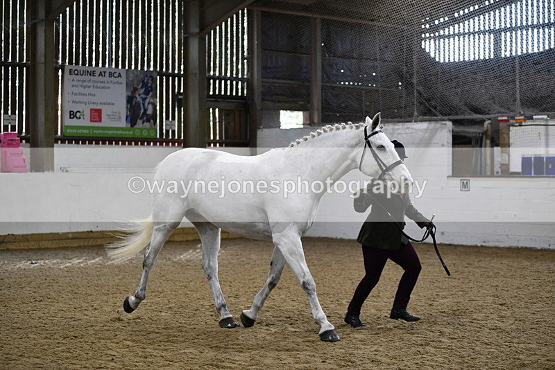 WJ5_4587 - Class 3 Part Bred In hand