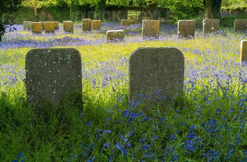 Ballybrado bluebells C - WOODLAND AND PARKS (NEW WORK)