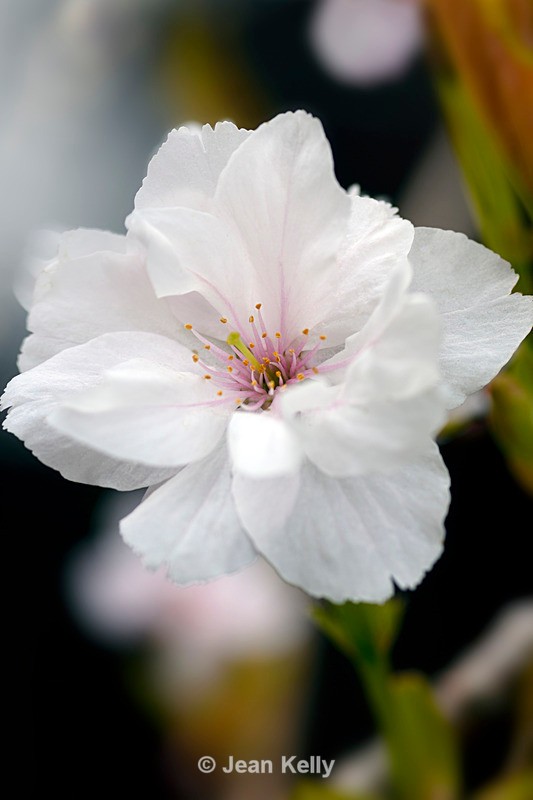 White Cherry Blossom - DSC_7021_00002 - White