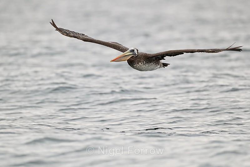 Peruvian Pelican flying outstretched wings, Chile - Peruvian Pelican