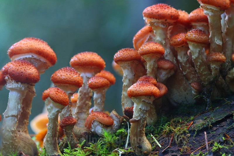Fungi growing out of a dead tree.   Ref172023 - macro and nature.