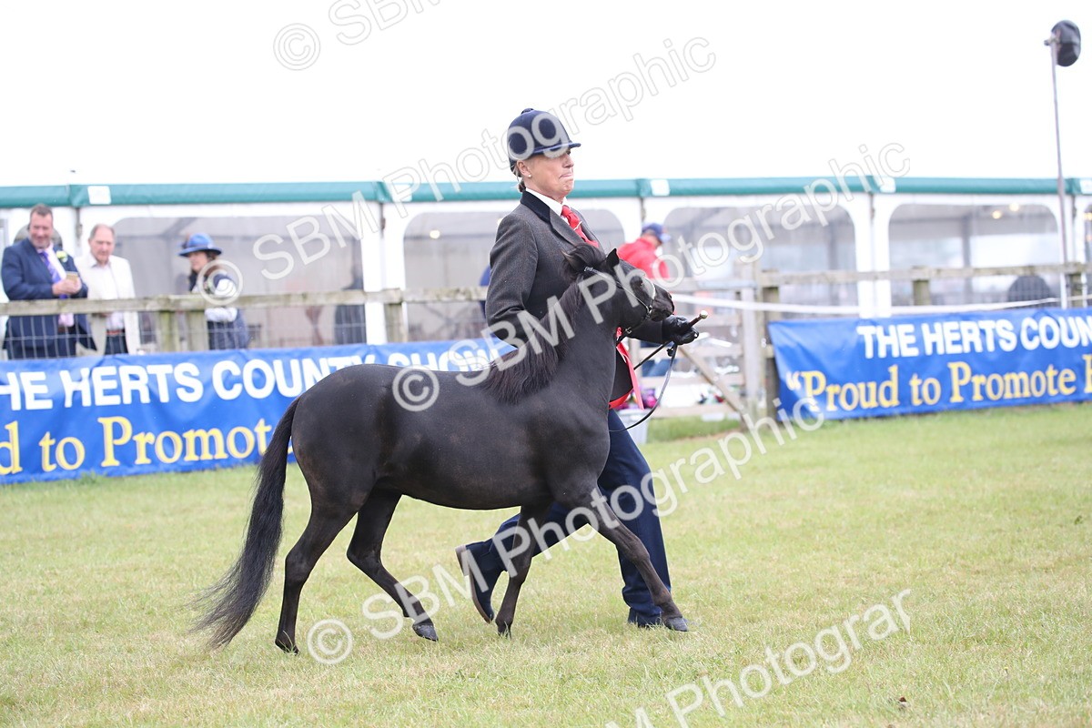 SBM_03541 - Class 23-25 - British Miniature Horse of the Year