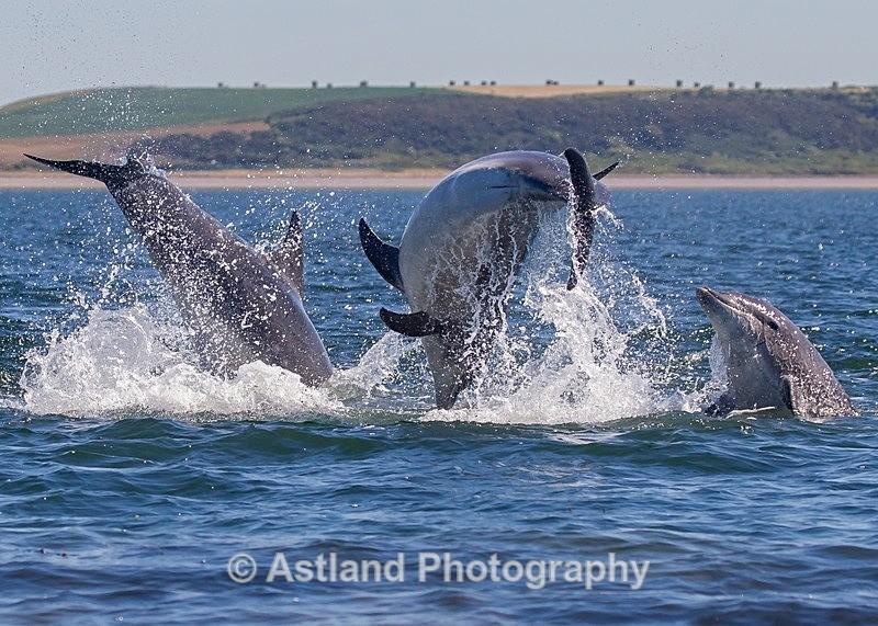 Astland Photography, Bird and Wildlife Images, Susan and Peter Wilson, U.K.