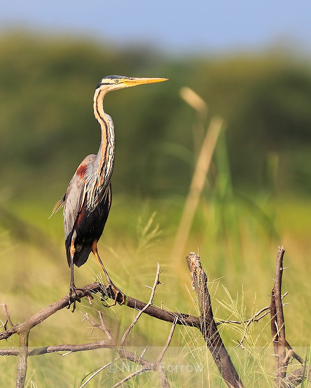 Purple Heron (adult) perched on a branch - Purple Heron