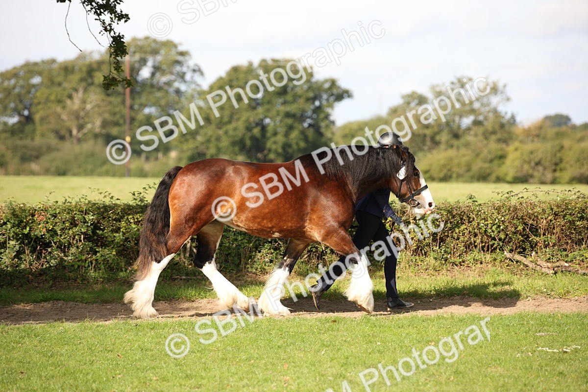 SBM_62179 - S55 - Traditional Cob In Hand