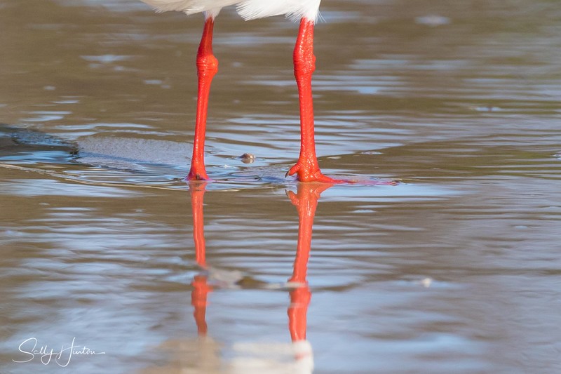Gull Knee Reflection