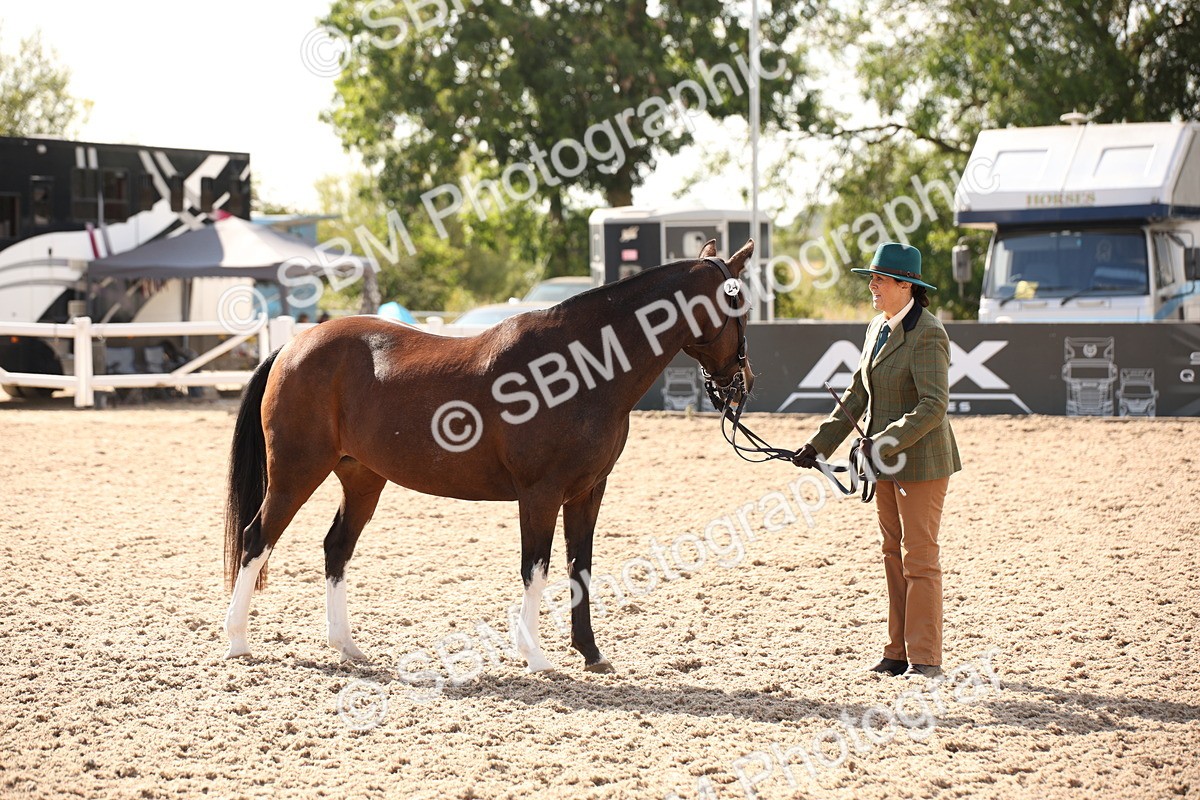 SBM_07412 - Class 26 IH Foreign Breeds -Part bred