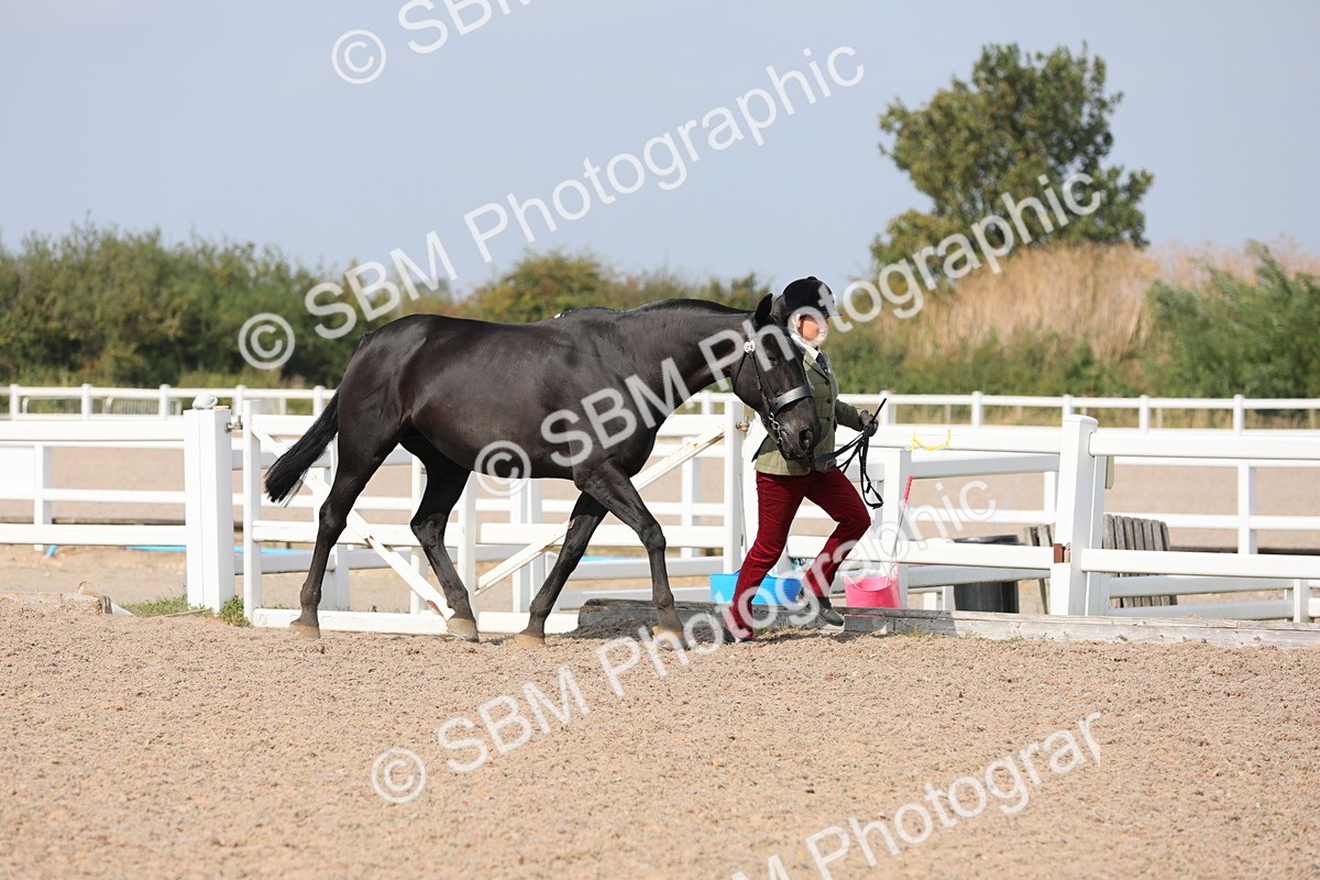 SBM_15715 - Class 312 IH Competition Horse/Pony