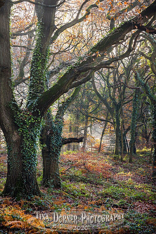 Ivy Clad trees in Autumn by Tina Dorner Photography