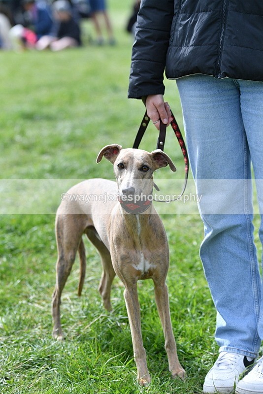 WJ5_9771 - Class 3 Most Handsome Dog