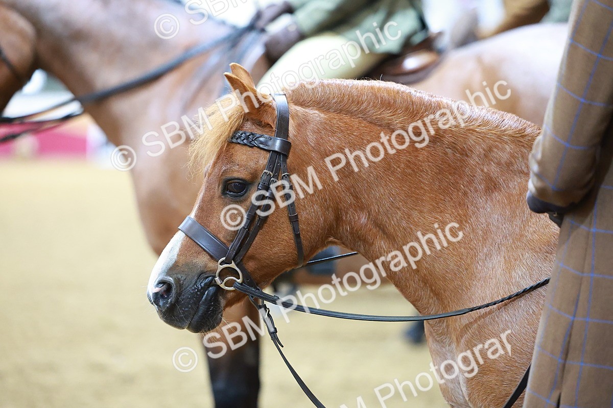 SBM_09484 - Class 102 - HOYS Veteran Qualifier - Ridden Veteran