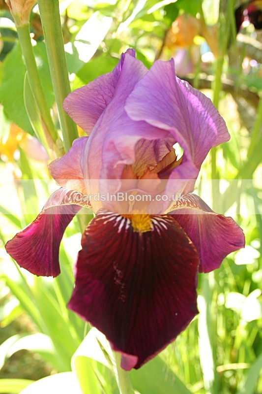 Iris 1044 - IRISES