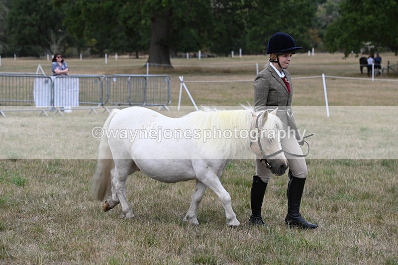 WJ6_6122 - Class 19 In-hand Veterans (Uploaded correct folder)
