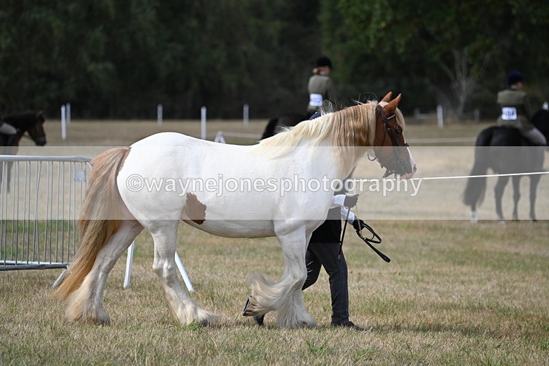 WJ6_6428 - Class 20 In-hand Cob