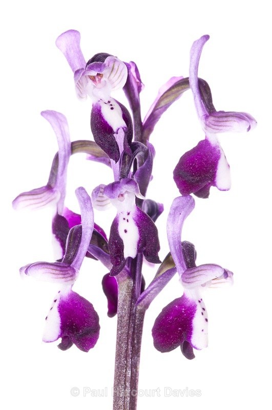  - WB: Orchids - Orchis
