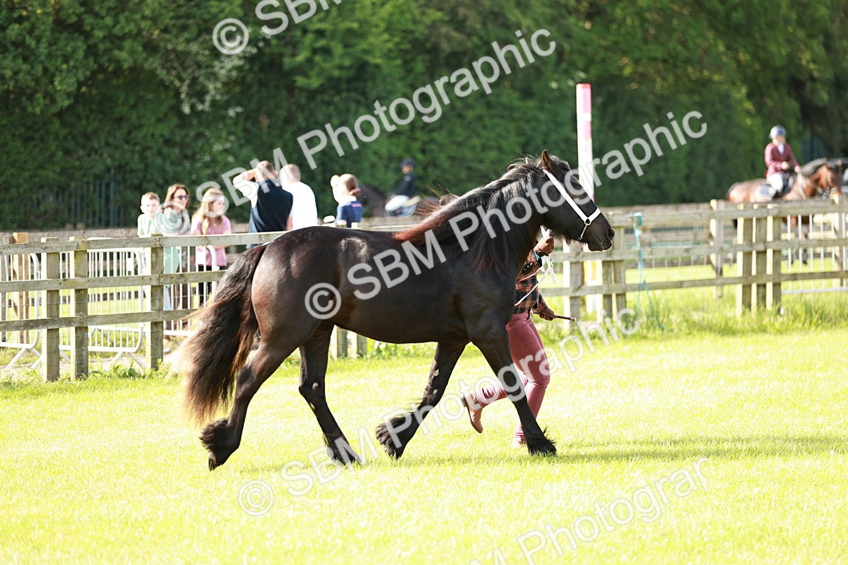 SBM_00691 - Class 14-23 - Mountain & Moorland In Hand Non Welsh