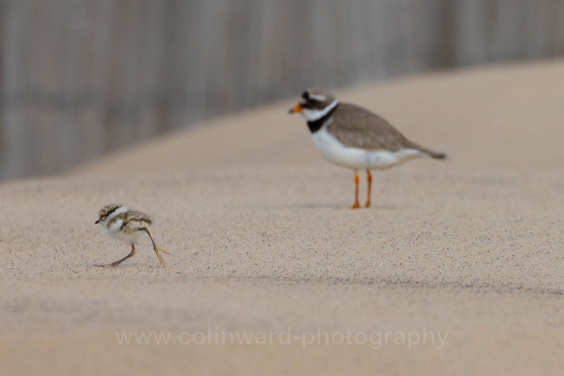 Ringed Plover chick and its mother.  ref 4762 - macro and nature.