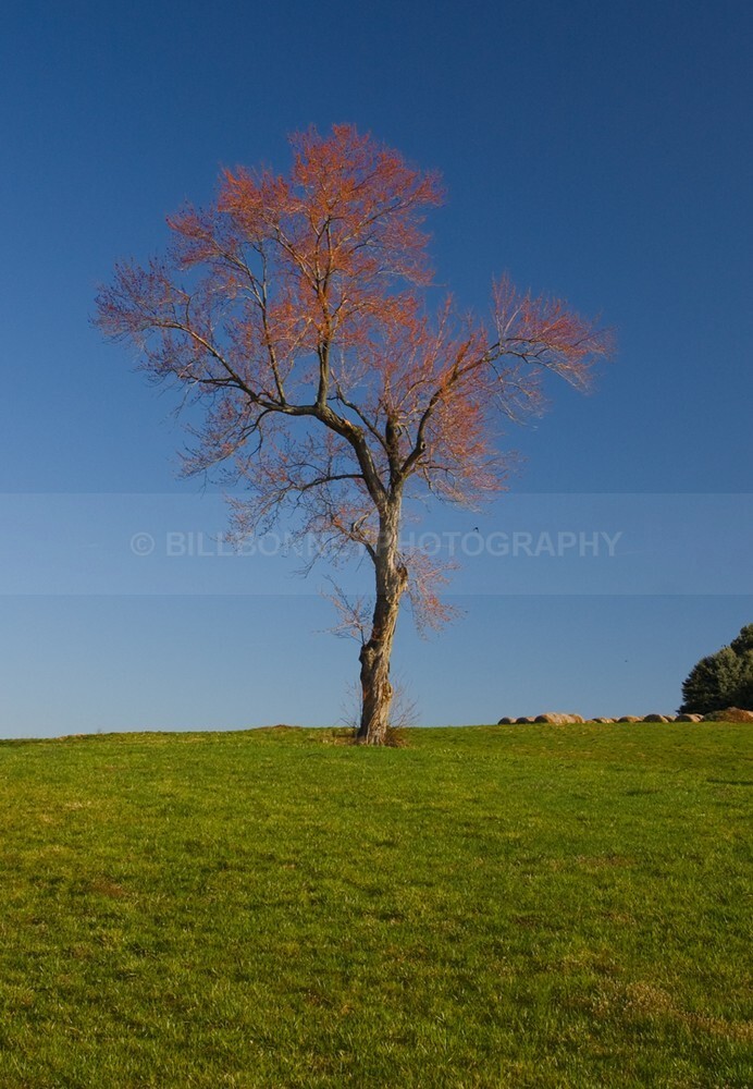 SpringGeorgie2b - The Tree Project