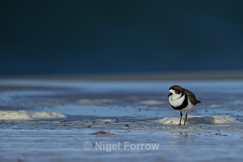 Two-banded Plover standing still, Sea Lion Island - Two-banded Plover