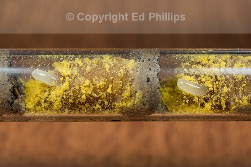 Osmia bicornis (brood cell)