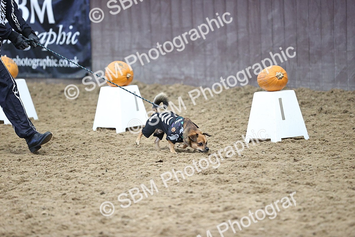 SBM_001596 - Class 3 - Horse & Hound 60cm