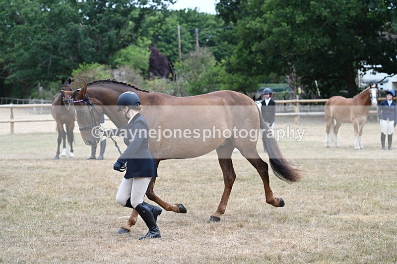 WJ7_0083 - Class 5a Most Handsome Gelding (above 14.2hh)