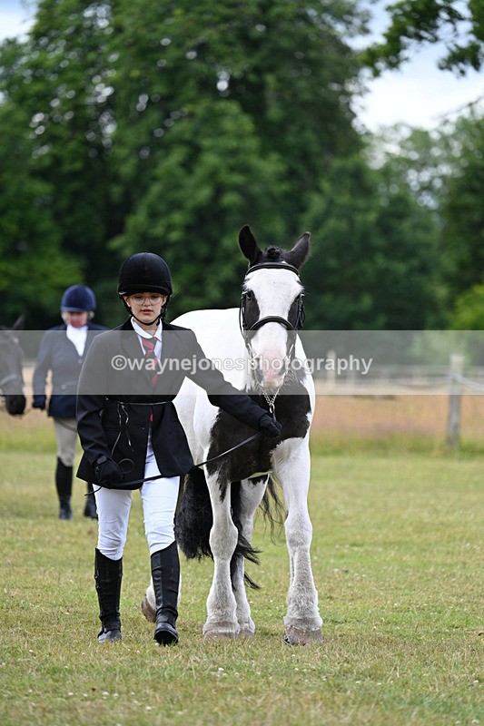 WJ7_6997 - Class 5a Most Handsome Gelding in Hand