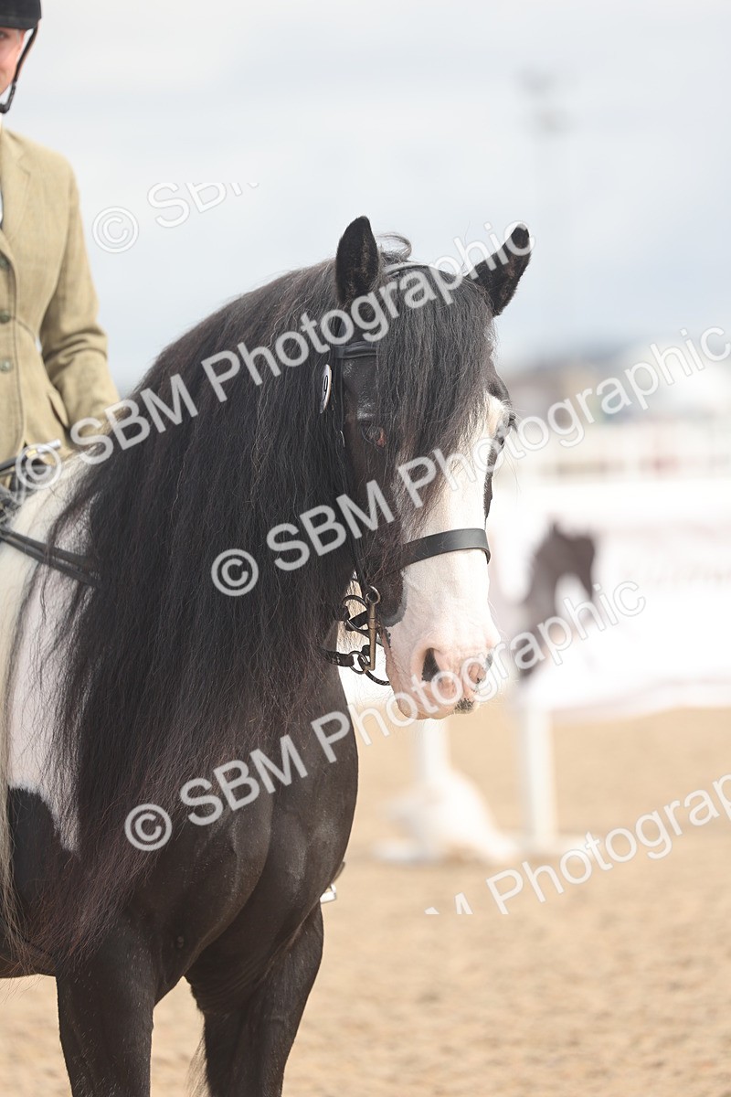SBM_04440 - Class 18 - Handsomest Gelding (IH or Ridden)