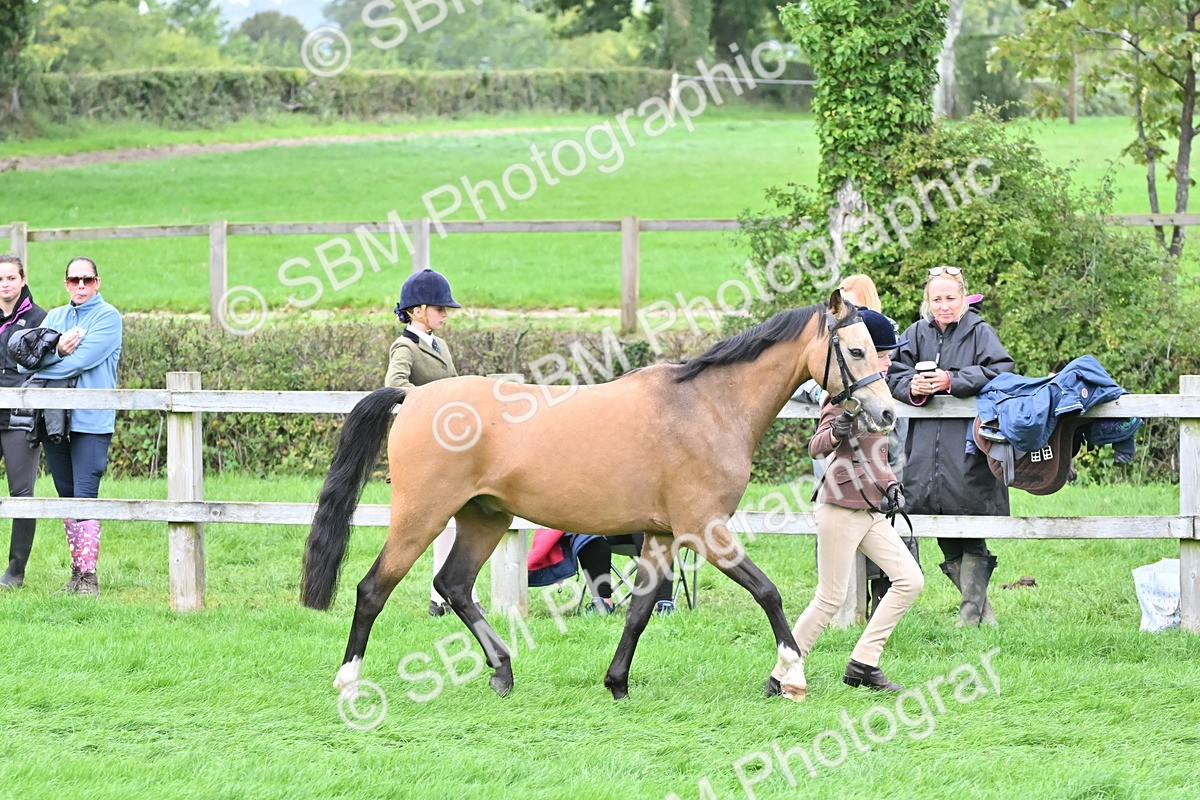 SBM_60958 - S48 - Mountain & Moorland In Hand Small Breeds