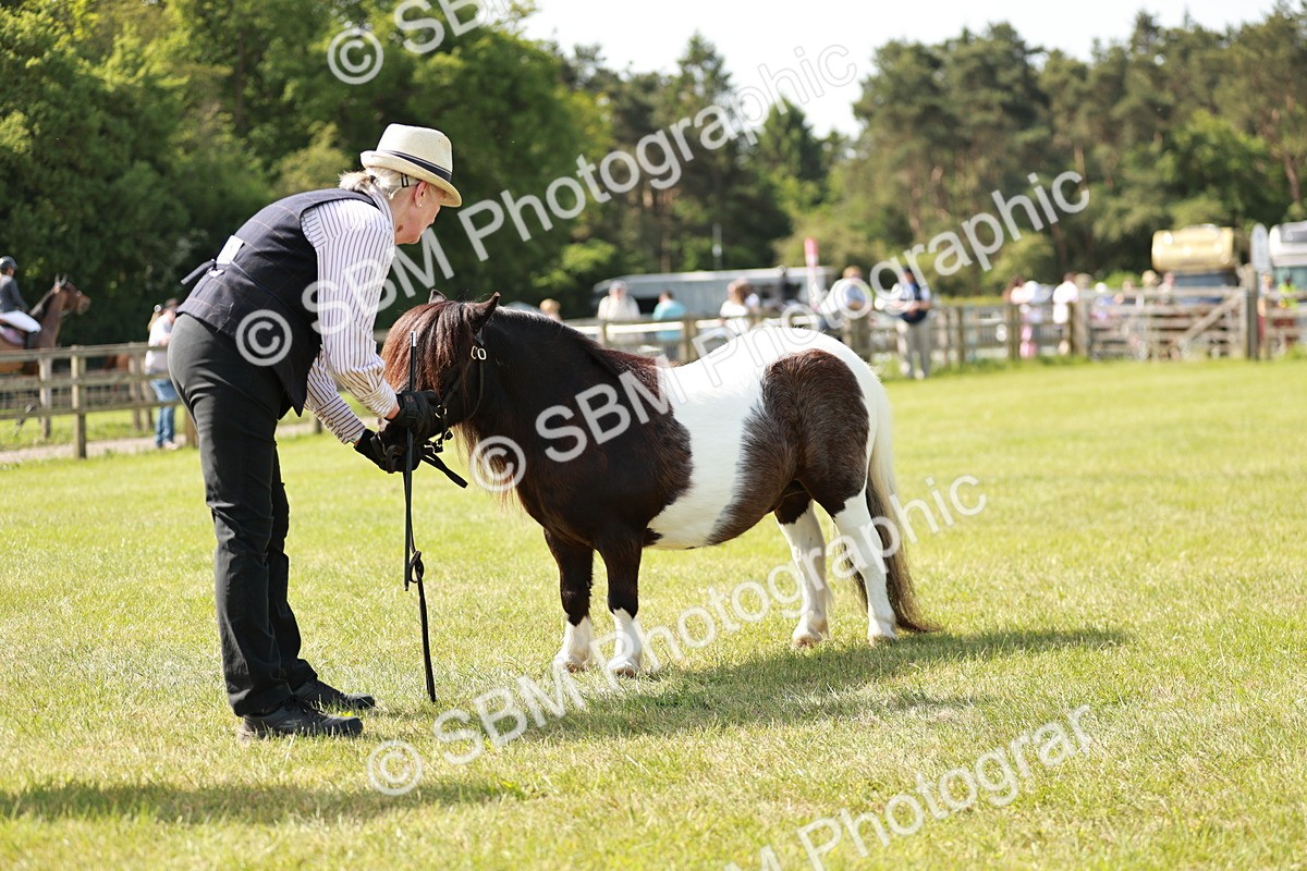 SBM_02009 - Class 14-23 - Mountain & Moorland In Hand Non Welsh