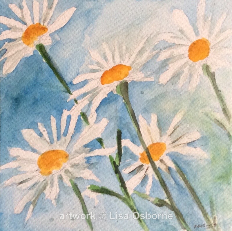 White daisies - Flowers