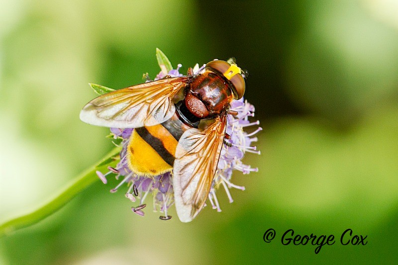 Volucella zonari - Other Insects