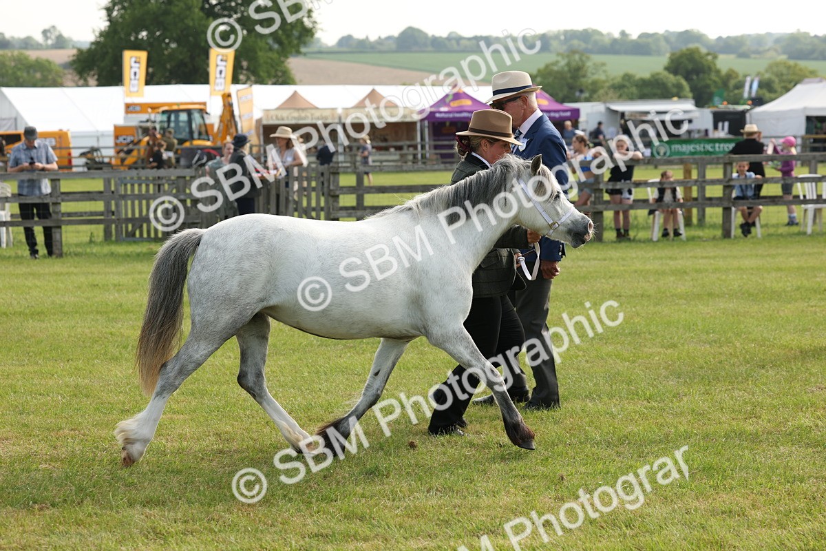 SBM_00564 - Class 6-13 - Mountatin and Moorland In Hand Welsh Breeds