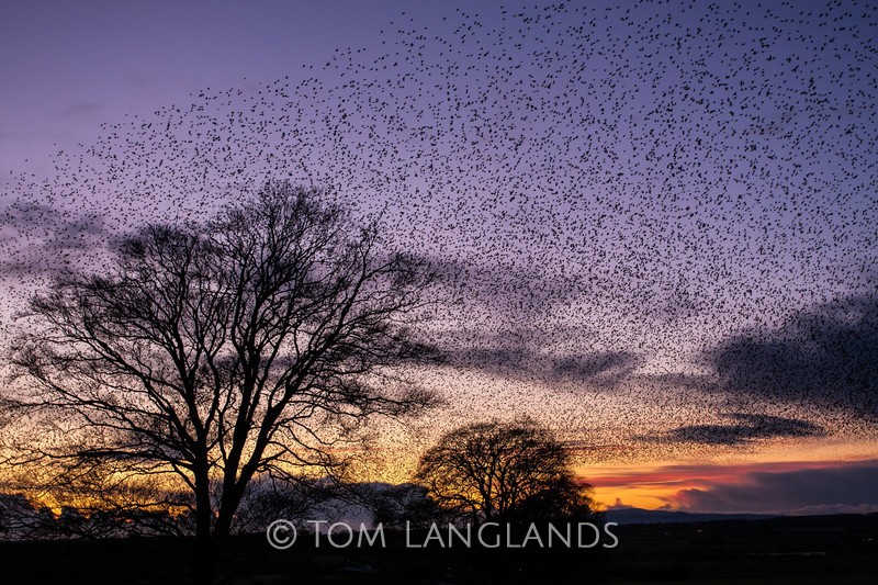 Starlings - Starlings and Murmurations