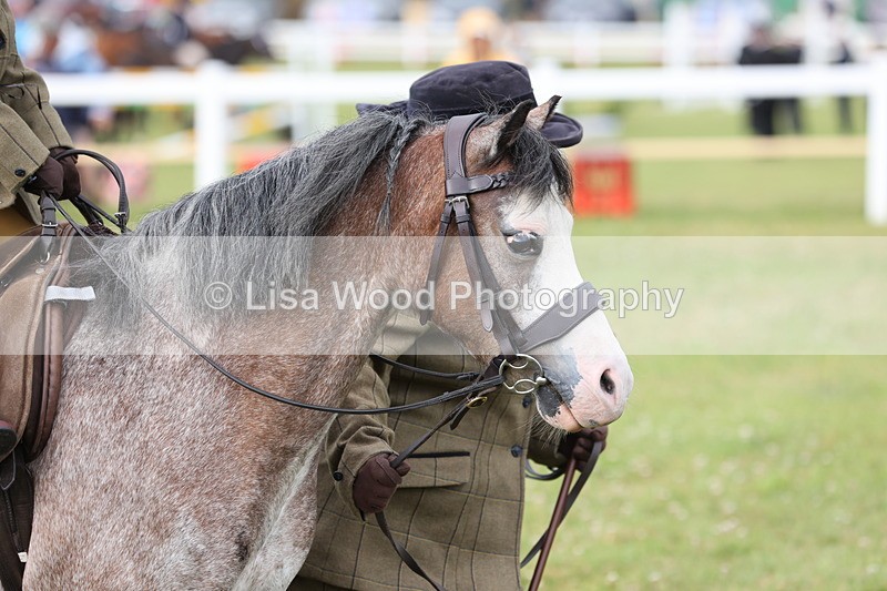 JPP_0346 - Class 14: Cornish Combination Leading Rein