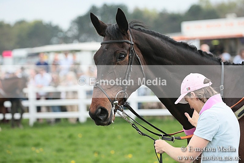 PtP 210418 156 - South & West Wilts Point-to-Point Larkhill 21/04/18