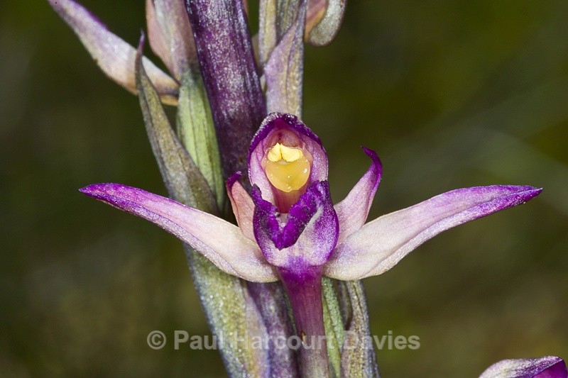  - Orchids - Various