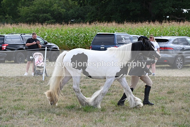 WJ6_6665 - Class 20 In-hand Cob