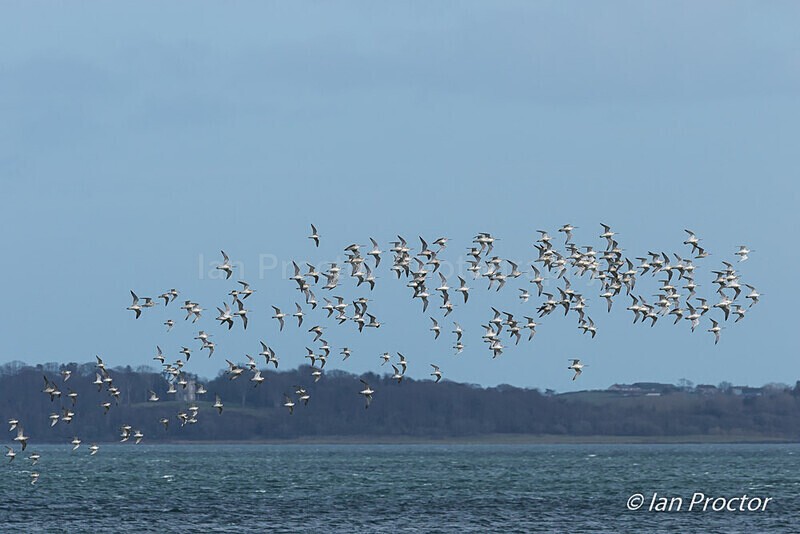 Knots in flight over Strangford Lough - Nature