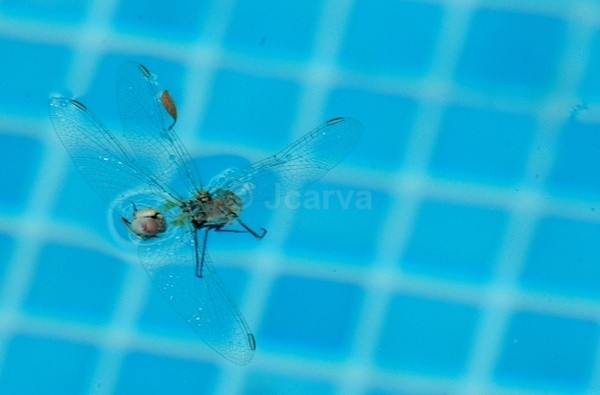 Xray Dragon - Insects and Spiders