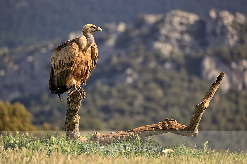 Griffon Vulture perched on tree stump, Pre-Pyrenees, Spain - Griffon Vulture