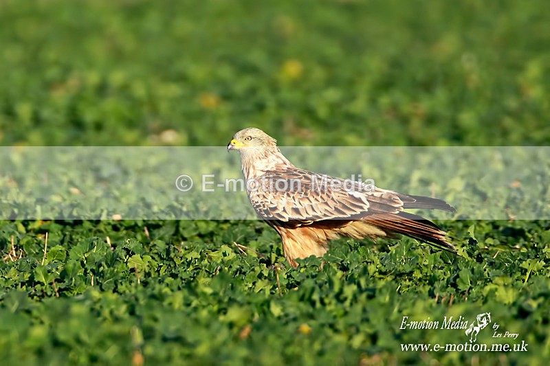 Red Kite  130113 28 - Nature